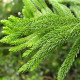 Kryptoméria japonská - Cryptomeria japonica - osivo kryptomérie - 4 ks