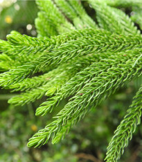 Kryptoméria japonská - Cryptomeria japonica - osivo kryptomérie - 4 ks