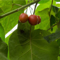 Rajčatový strom - Tamarillo - Cyphomandra betacea - osivo rajčatového stromu - 5 ks