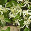 Plamének plotní - Clematis vitalba - osivo plaménku - 12 ks