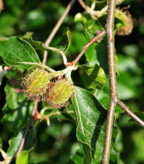 Buk lesní - Fagus sylvatica - osivo buku - 7 ks