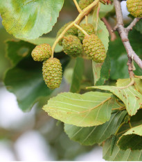 Olše šedá - Alnus incana - osivo olše - 8 ks