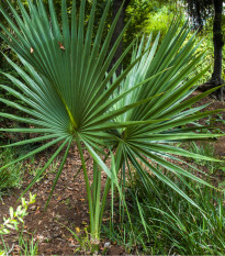 Palma - Washingtonia robusta - osivo palmy - 3 ks