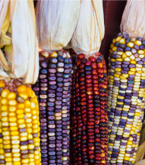 Kukuřice okrasná Amero - Zea mays - osivo kukuřice - 15 ks