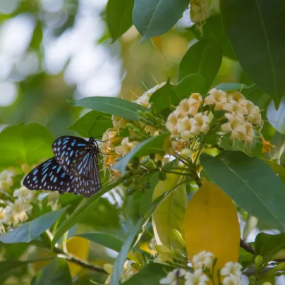 Ampák jasanolistý - Evodia fraxinifolia - osivo ampáku - 7 ks