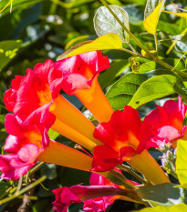 Trubač kořeňující - Campsis radicans - osivo trubače - 10 ks