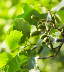 Olše lepkavá - Alnus glutinosa - osivo olše - 8 ks