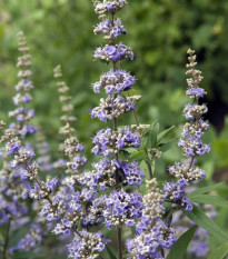 Drmek obecný - Mnišský pepř - Vitex agnus-castus - osivo drmku - 9 ks