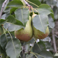 Hrušeň obecná - Pyrus communis - osivo hrušně - 4 ks