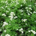 Potočnice lékařská - Nasturtium officinale - osivo potočnice - 0,5 g