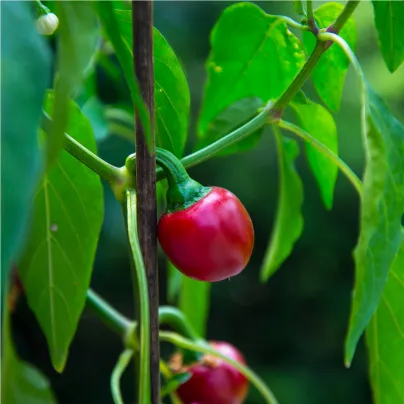 Chilli Cherry Bomb - Capsicum annuum - osivo chilli - 6 ks