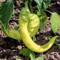 Paprika Sladký banán - Capsicum annuum - osivo papriky - 9 ks