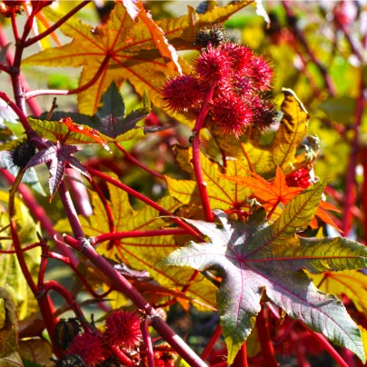 Skočec obecný Zanzibariensis - Ricinus communis - osivo skočce - 3 ks