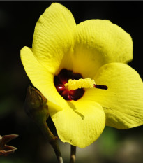 Ibišek lípovitý - Hibiscus tiliaceus - osivo ibišku - 10 ks