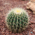 Echinokaktus Grusonův - Zlatá koule - Echinocactus grusonii - osivo kaktusu - 8 ks