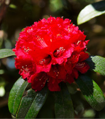 Rododendron - Pěnišník - Rhododendron arboreum - prodej semen - 50 ks