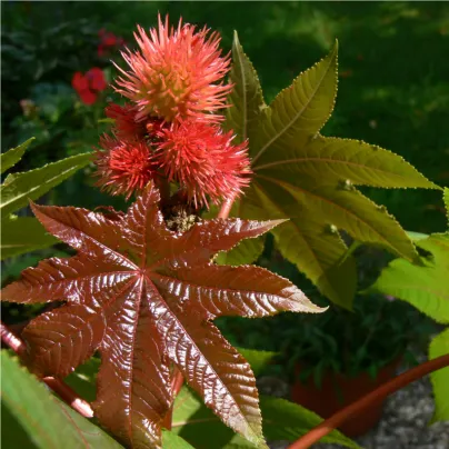 Skočec obecný červený - Ricinus communis gibsoni - osivo skočce - 3 ks