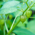 Mochyně peruánská - Physalis edulis - osivo mochyně - 10 ks