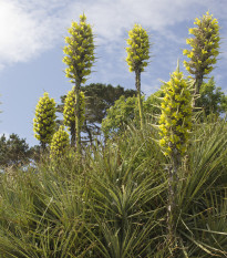 Puja - Puya Chilensis - osivo puji - 5 ks