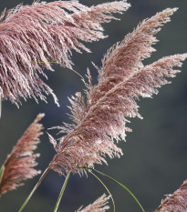 Pampová tráva růžová - Pampas - Cortaderia selleona - osivo pampasu - 10 ks