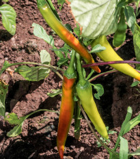 Chilli Maďarský vosk - Capsicum annuum - osivo chilli - 6 ks