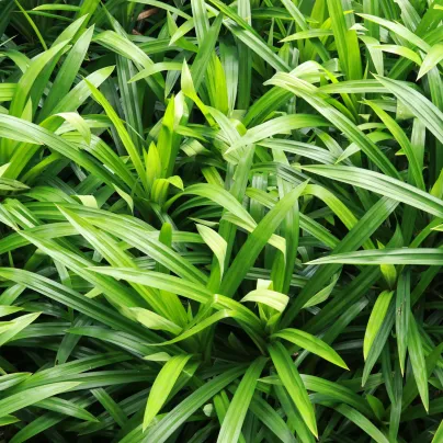 Palmová tráva - Setaria palmifolia - prodej semen - 10 Ks