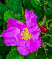 Růže svraskalá - Rosa rugosa - osivo růže - 5 ks