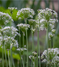 Pažitka česneková - Allium Tuberosum - osivo pažitky - 200 ks