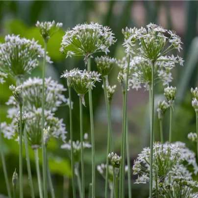 Pažitka česneková - Allium Tuberosum - osivo pažitky - 200 ks