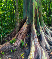 Eukalyptus duhový - Blahovičník - Eucalyptus deglupta - osivo eukalyptu - 5 ks