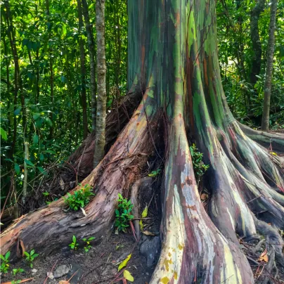 Eukalyptus duhový - Blahovičník - Eucalyptus deglupta - osivo eukalyptu - 5 ks