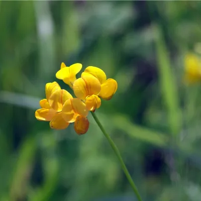 Štírovník růžkatý - Lotus corniculatus - osivo štírovníku - 100 ks