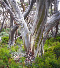 Eukalyptus pauciflora - Blahovičník - Eucalyptus pauciflora - osivo eukalyptu - 8 ks