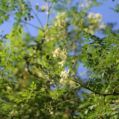 Moringa olejodárná - Moringa oleifera - osivo moringy - 4 ks