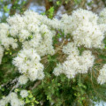 Čajovníkový strom - Kajeput - Melaleuca acuminata - osivo kajeputu - 50 ks