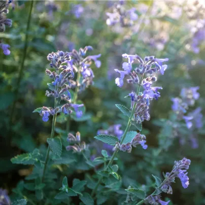 Šanta kočičí - Nepeta nervosa - osivo šanty - 15 ks