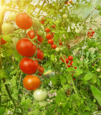 BIO Rajče Hamlet F1 - Solanum lycopersicum - bio osivo rajčat - 6 ks