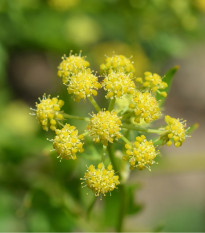 BIO Libeček - Levisticum officinale - bio osivo libečku - 120 ks