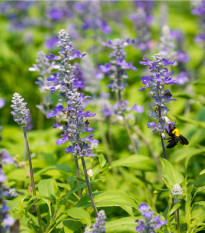 BIO Šalvěj lékařská - Salvia officinalis - bio osivo šalvěje - 30 ks