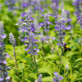 BIO Šalvěj lékařská - Salvia officinalis - bio osivo šalvěje - 30 ks