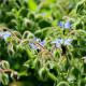 BIO Brutnák lékařský - Borago officinalis  - bio osivo brutnáku - 20 ks