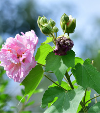 Ibišek okrasný - Hibiscus mutabilis - prodej semen ibišku - 5 ks