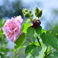 Ibišek okrasný - Hibiscus mutabilis - prodej semen ibišku - 5 ks