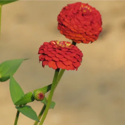 Ostálka jiřinkokvětá obrovská - Zinnia elegans - osivo ostálky - 50 ks