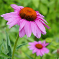 Třapatkovka Purpur - Echinacea purpurea - osivo třapatovky - 15 ks