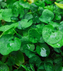 Stříbrný déšť - Dichondra repens - osivo stříbrného deště - 8 ks