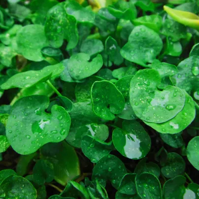 Stříbrný déšť - Dichondra repens - osivo stříbrného deště - 8 ks