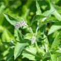 Máta dlouholistá - Mentha longifolia - osivo máty - 20 ks