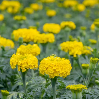 Aksamitník vysoký směs - Tagetes erecta - osivo aksamitníku - 0,3 g