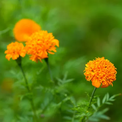 Aksamitník vysoký směs - Tagetes erecta - osivo aksamitníku - 0,3 g